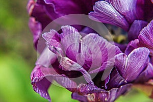 Purple tulip flowers in spring time. Close up macro of fresh spring flower in garden. Soft abstract floral poster