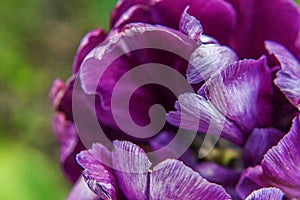 Purple tulip flowers in spring time. Close up macro of fresh spring flower in garden. Soft abstract floral poster