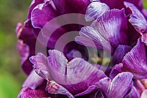 Purple tulip flowers in spring time. Close up macro of fresh spring flower in garden. Soft abstract floral poster, extremely macro