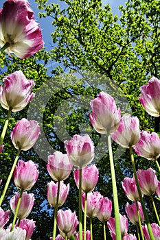 Viola tulipano crescita su 
