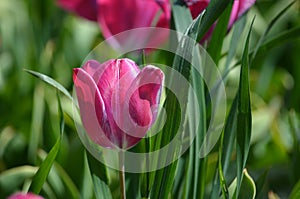 Purple tulip that has been photographed in close-up in a tulip field in Oude Sluis