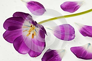 Purple tulip isolated