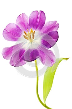 Purple tulip isolated