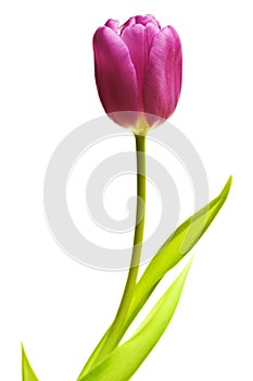 Purple tulip isolated photo