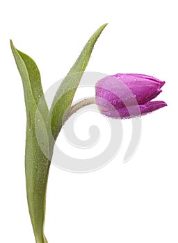 Purple tulip, isolated