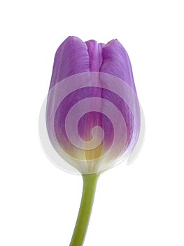 A Purple Tulip Isolated