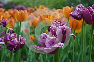 A purple tulip isolated from the background by selective focus