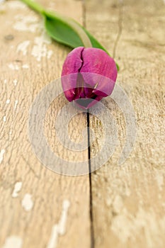 Purple tulip on an old garden table