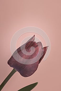 Purple tulip on pastel background