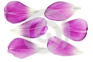 Purple tulip petals isolated