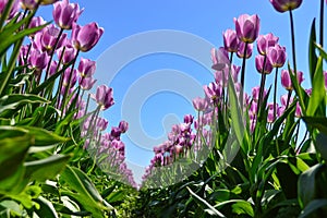 Purple Tulip Row