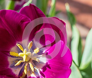 Purple tulip with stamen and pistil