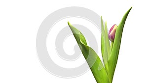 Purple Tulip Time-lapse