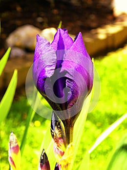 Single purple tulip blooming