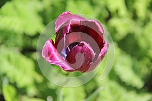 Purple tulip photo