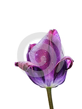 Purple Tulip on White