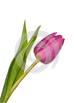Purple tulip on a white background photo