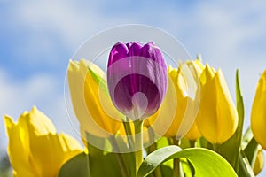 Purple Tulip and Yellow Tulips in Springtime