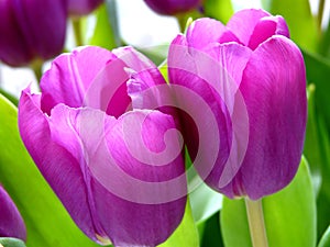 Purple tulips