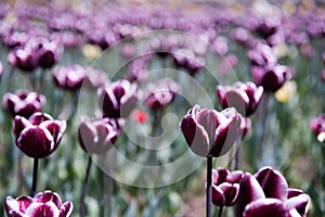 Purple tulips