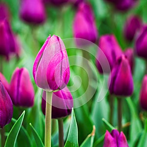 Purple tulips