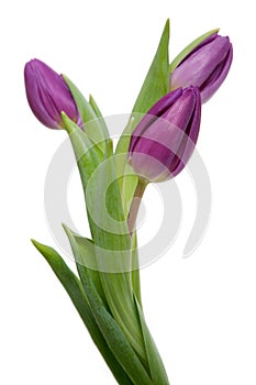 Purple tulips