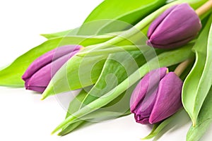 Purple tulips