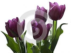 Purple tulips