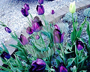 Purple tulips