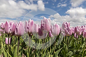 Purple tulips against a blue sky with clouds