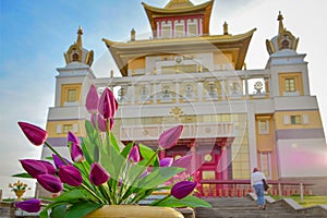 Purple tulips against the Golden Abode in Elista