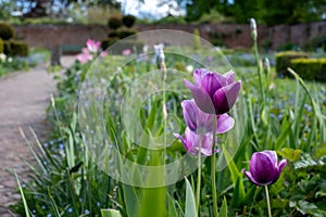 Purple tulips amidst other spring flowers at Eastcote House Gardens, historic walled garden maintained by volunteers, London, UK photo