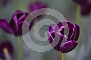 Purple tulips