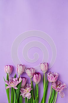 Purple tulips on blank putple background photo
