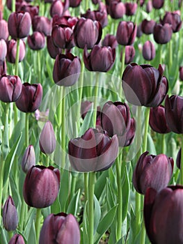 Purple tulips in bloom