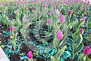 Purple tulips bloom on the city flower bed in the Park. lots lilac tulips