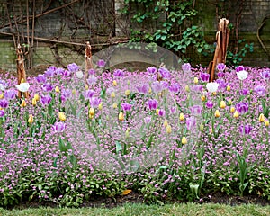 Purple tulips in bloom on a flower bed in a garden