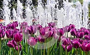 Purple tulips in bloom with fountain in blurred background