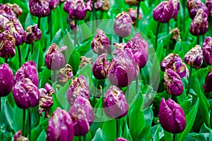 Purple tulips blooming in the garden. Beautiful spring flowers