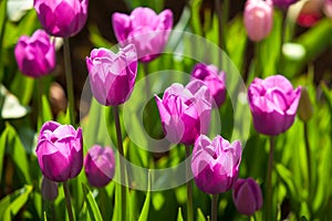 Purple Tulips