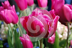 Purple tulips booming after rain