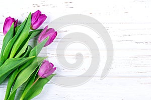 Purple tulips bouquet on white wooden background.