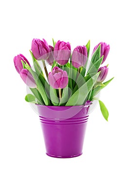 Purple tulips in bucket