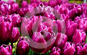 Purple tulips close up at Goztepe Park in Istanbul, Turkey photo