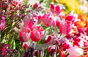 purple tulips closeup on blurred background