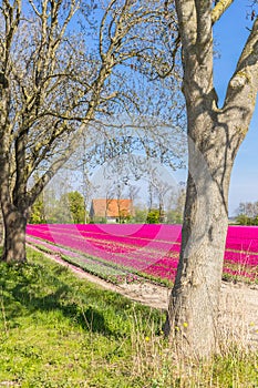 Purple tulips at a farmhouse in Flevoland