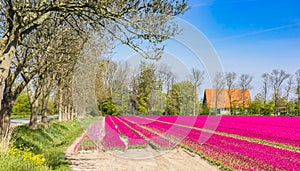 Purple tulips at a farmhouse in Flevoland