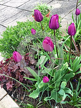 Purple tulips in flower bed