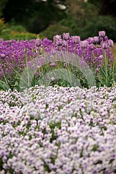 Purple tulips in flower bed