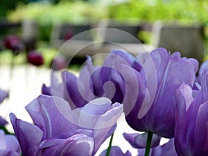 Purple tulips in foreground with beautiful fragile large petals in closeup view. blurred park benches